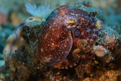 Lembeh-Day1-Octo-Coco