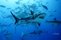 Sharks15686_1